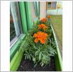 Galeria zdjęć: Kwiaty w Przedszkolu Samorządowym w Gorzkowicach. Link otwiera powiększoną wersję zdjęcia.